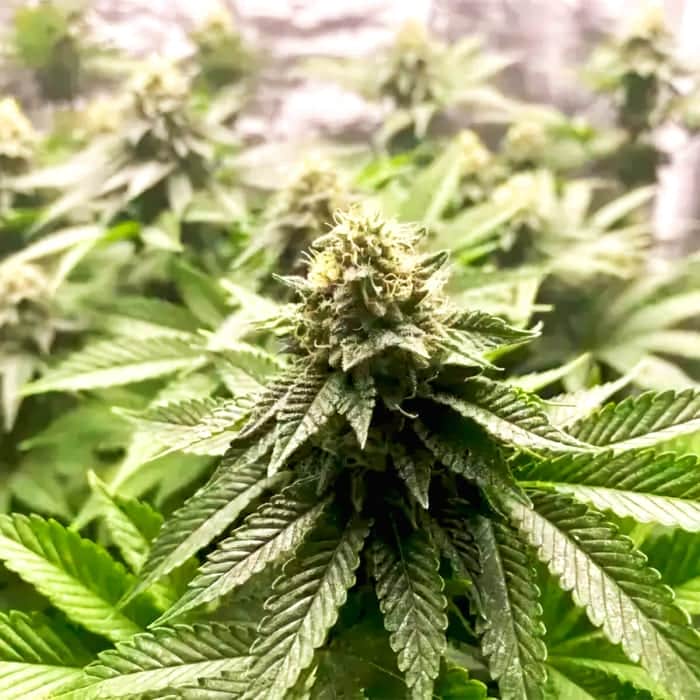 AUTO GIRL SCOUT COOKIES (Blimburn Seeds) Semillas feminizadas de colección.