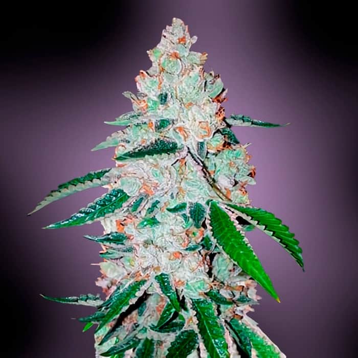 WEST COAST OG (Fastbud Seeds) Semillas de marihuana feminizadas de colección.