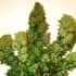 WEST COAST OG (Fastbud Seeds) Semillas de marihuana feminizadas de colección.