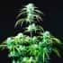 AUTO STRAWBERRY BANANA (Fastbuds Seeds) Semillas de marihuana feminizadas de colección.