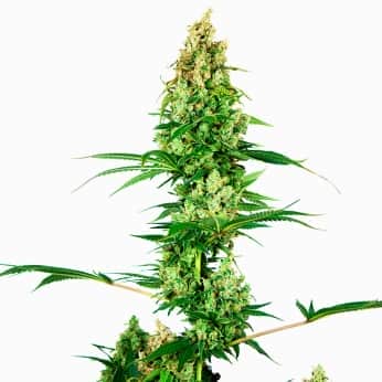 SILVER FIRE (Sensi Seeds) Semillas de marihuana feminizadas de colección.