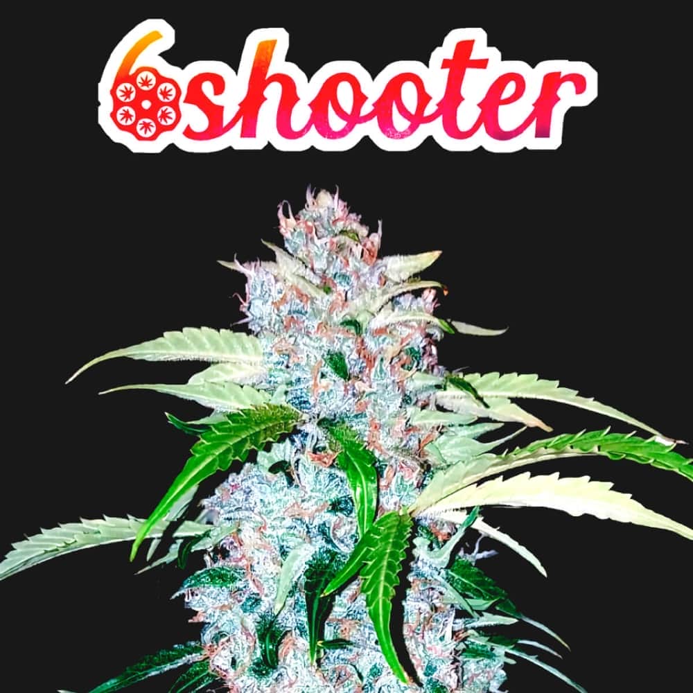 AUTO SIX SHOOTER (Fastbuds Seeds) Semillas de marihuana feminizadas de colección.
