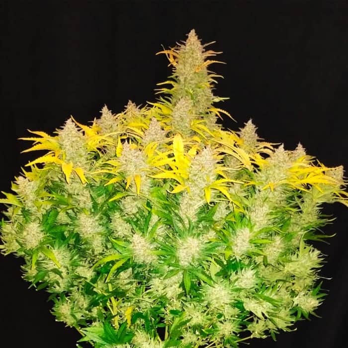 AUTO RHINO RYDER (Fastbuds Seeds) Semillas de marihuana feminizadas de colección.