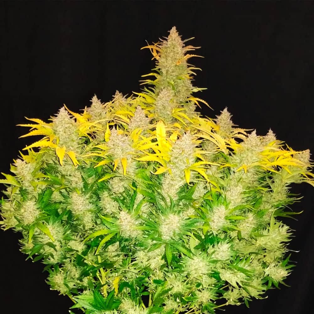 AUTO RHINO RYDER (Fastbuds Seeds) Semillas de marihuana feminizadas de colección.