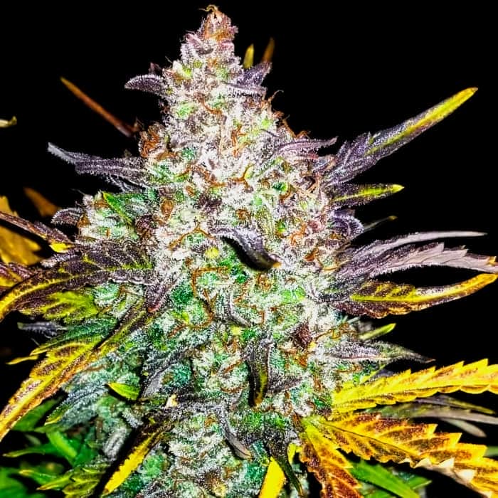 AUTO RHINO RYDER (Fastbuds Seeds) Semillas de marihuana feminizadas de colección.