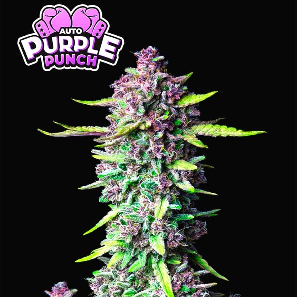 AUTO PURPLE PUNCH (Fastbuds Seeds) Semillas de marihuana feminizadas de colección.