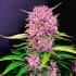 AUTO PURPLE LEMONADE (Fastbuds Seeds) Semillas de marihuana feminizadas de colección.