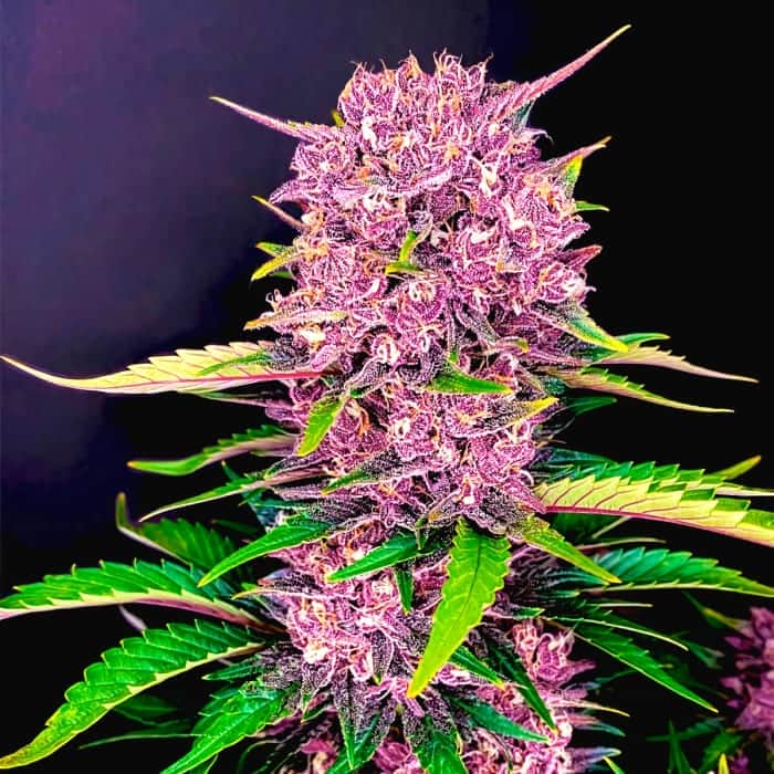AUTO PURPLE LEMONADE (Fastbuds Seeds) Semillas de marihuana feminizadas de colección.