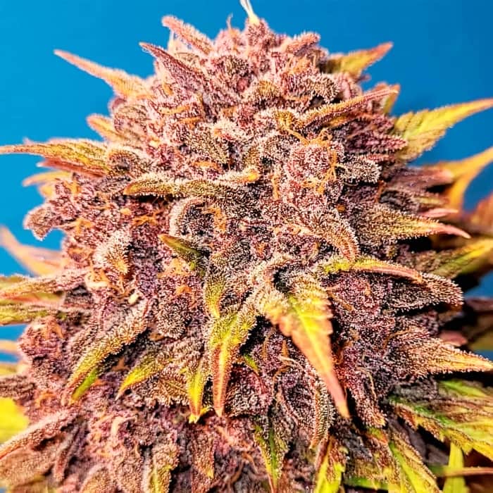 AUTO PURPLE LEMONADE (Fastbuds Seeds) Semillas de marihuana feminizadas de colección.