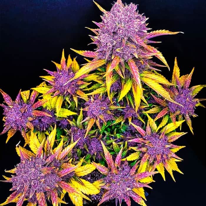 AUTO PURPLE LEMONADE (Fastbuds Seeds) Semillas de marihuana feminizadas de colección.