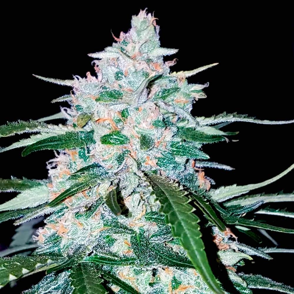 AUTO PINEAPPLE EXPRESS (Fastbuds Seeds) Semillas de marihuana feminizadas de colección.