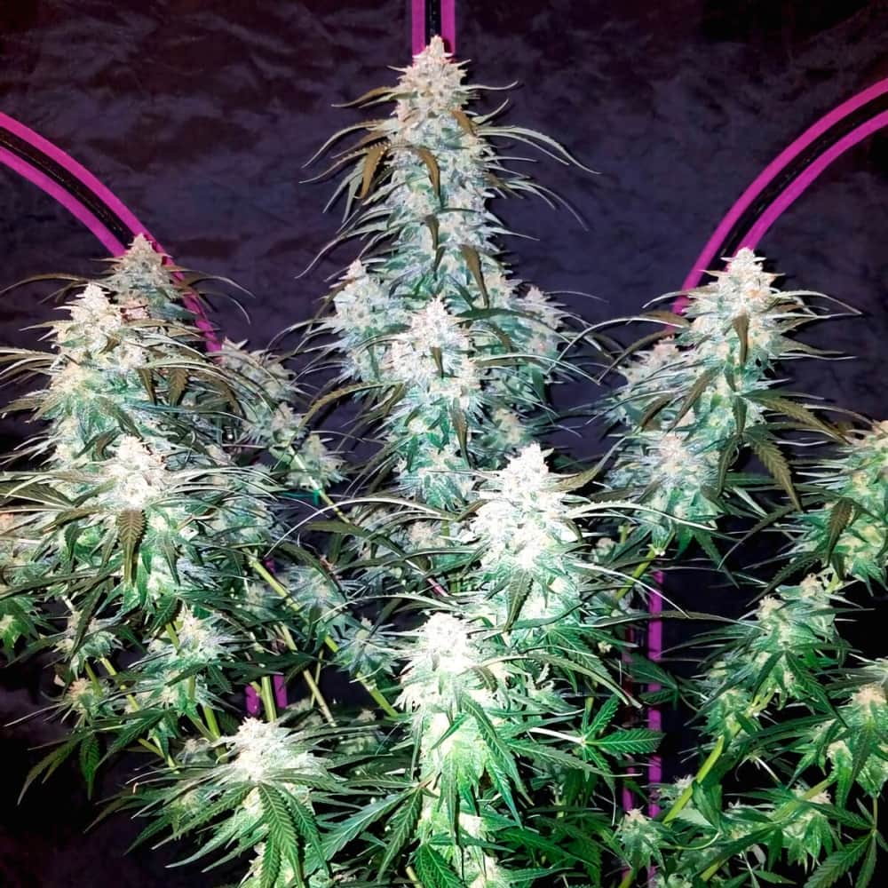 AUTO PINEAPPLE EXPRESS (Fastbuds Seeds) Semillas de marihuana feminizadas de colección.