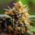 AUTO NORTHERN LIGHTS (Fastbuds Seeds) Semillas de marihuana feminizadas de colección.