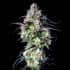 AUTO MIMOSA CAKE (Fastbuds Seeds) Semillas de marihuana feminizadas de colección.