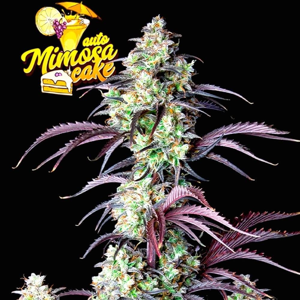 AUTO MIMOSA CAKE (Fastbuds Seeds) Semillas de marihuana feminizadas de colección.