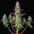 AUTO LEMON PIE (Fastbuds Seeds) Semillas de marihuana feminizadas de colección.