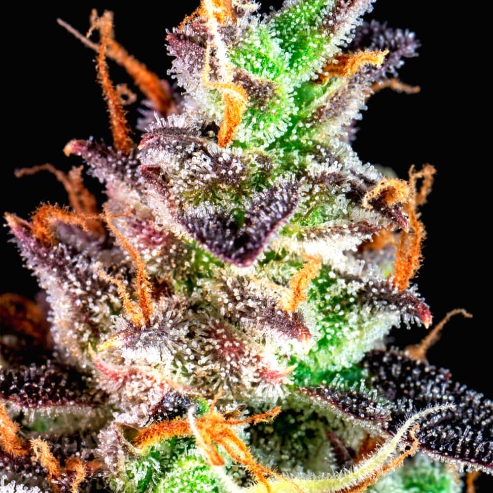 AUTO LEMON PIE (Fastbuds Seeds) Semillas de marihuana feminizadas de colección.