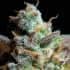 AUTO LEMON AK (Fastbuds Seeds) Semillas de marihuana feminizadas de colección.