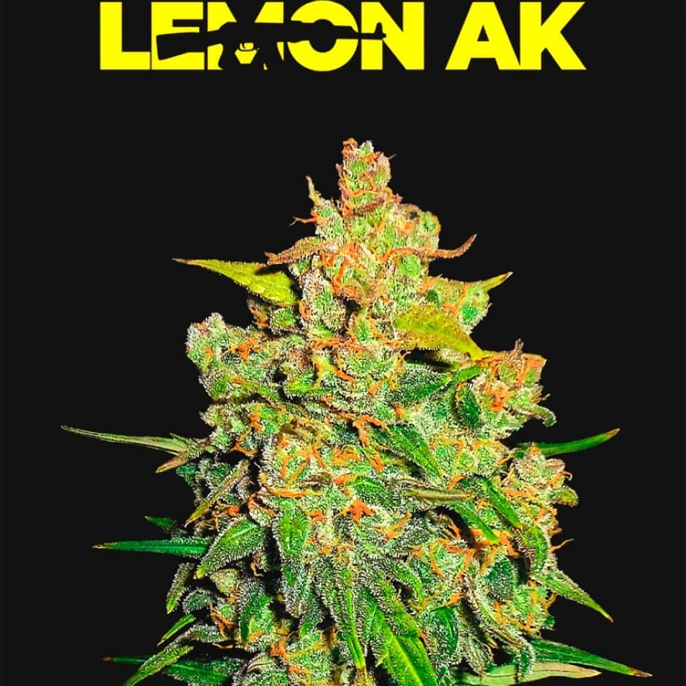 AUTO LEMON AK (Fastbuds Seeds) Semillas de marihuana feminizadas de colección.