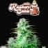 AUTO KOSHER CAKE (Fastbuds Seeds) Semillas de marihuana feminizadas de colección.