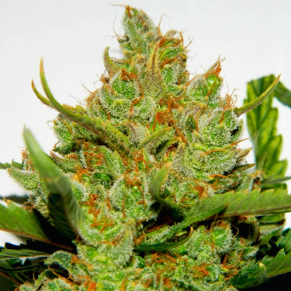 AUTO GREEN CRACK (Fastbuds Seeds) Semillas de marihuana feminizadas de colección.