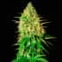 AUTO GRAPEFRUIT (Fastbuds Seeds) Semillas de marihuana feminizadas de colección.
