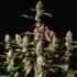AUTO GORILLA ZKITTLEZ (Fastbuds Seeds) Semillas de marihuana feminizadas de colección.