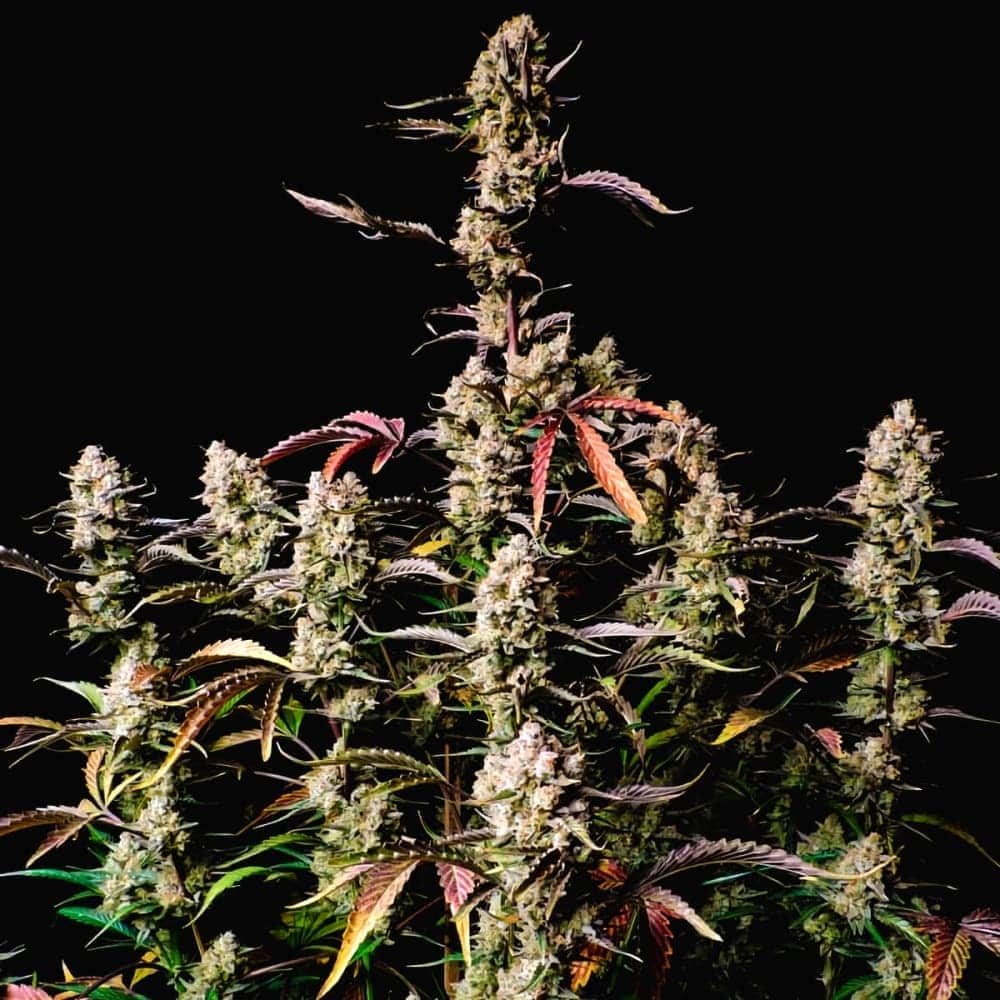 AUTO GORILLA ZKITTLEZ (Fastbuds Seeds) Semillas de marihuana feminizadas de colección.