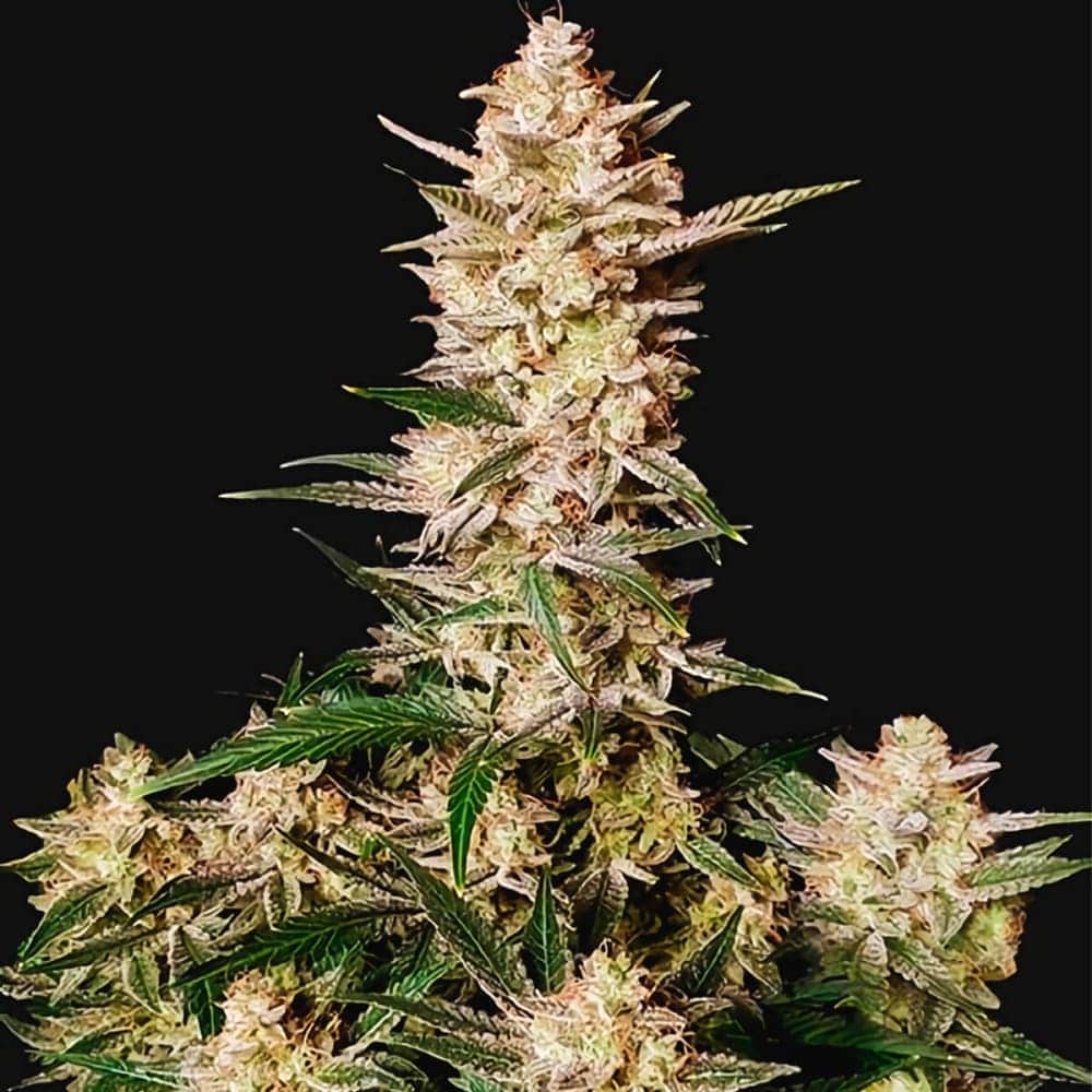 AUTO GORILLA STRAWBERRY (Fastbuds Seeds) Semillas de marihuana feminizadas de colección.