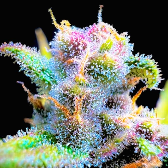 AUTO GORILLA PUNCH (Fastbuds Seeds) Semillas de marihuana feminizadas de colección.