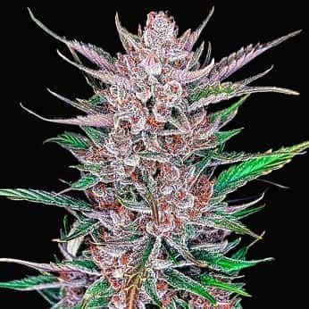 AUTO GORILLA PUNCH (Fastbuds Seeds) Semillas de marihuana feminizadas de colección.