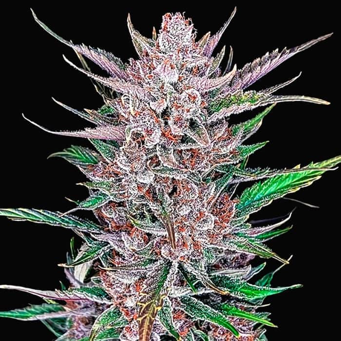 AUTO GORILLA PUNCH (Fastbuds Seeds) Semillas de marihuana feminizadas de colección.