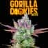 AUTO GORILLA COOKIES (Fastbuds Seeds) Semillas de marihuana feminizadas de colección.