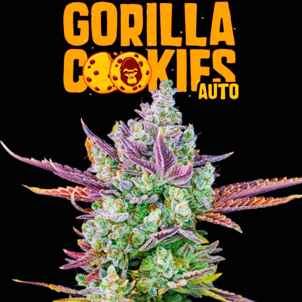 AUTO GORILLA COOKIES (Fastbuds Seeds) Semillas de marihuana feminizadas de colección.