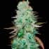 AUTO G14 (Fastbuds Seeds) Semillas de marihuana feminizadas de colección.