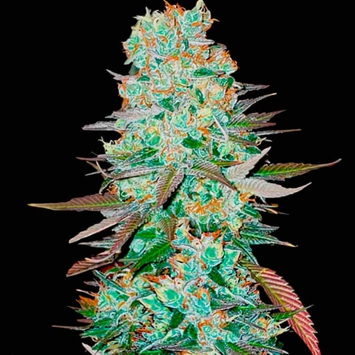 AUTO G14 (Fastbuds Seeds) Semillas de marihuana feminizadas de colección.