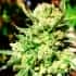 AUTO G14 (Fastbuds Seeds) Semillas de marihuana feminizadas de colección.