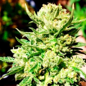 AUTO G14 (Fastbuds Seeds) Semillas de marihuana feminizadas de colección.