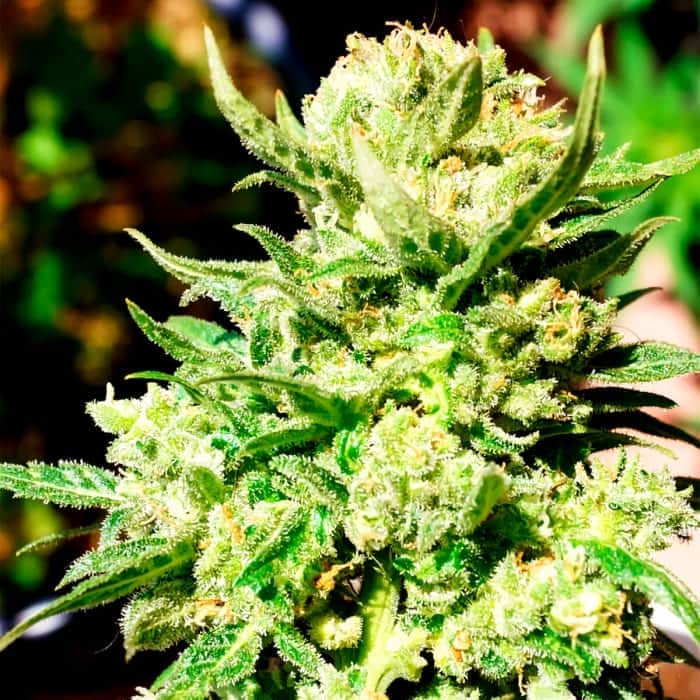 AUTO G14 (Fastbuds Seeds) Semillas de marihuana feminizadas de colección.