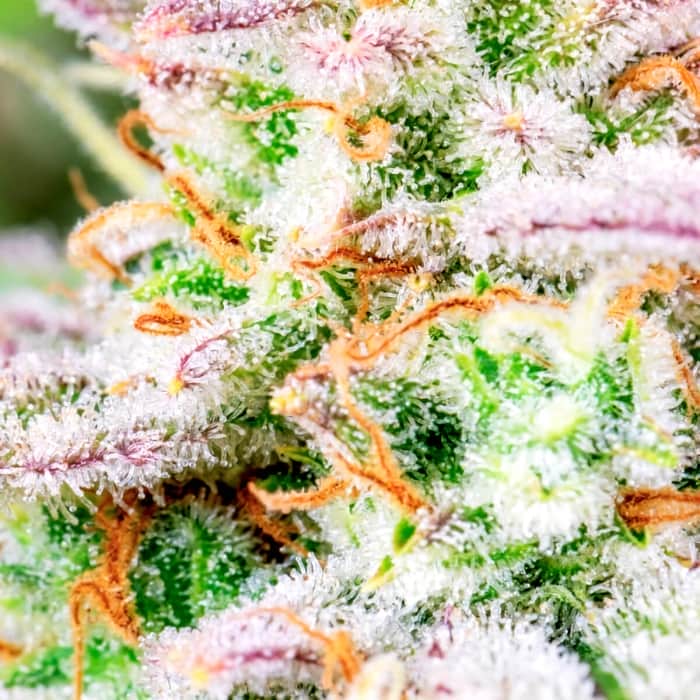 FORBIDDEN RUNTZ (Fastbuds Seeds) Semillas de marihuana feminizadas de colección.
