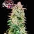 FORBIDDEN RUNTZ (Fastbuds Seeds) Semillas de marihuana feminizadas de colección.