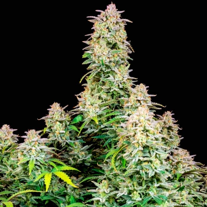 FORBIDDEN RUNTZ (Fastbuds Seeds) Semillas de marihuana feminizadas de colección.