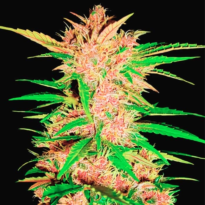AUTO FASTBERRY (Fastbuds Seeds) Semillas de marihuana feminizadas de colección.