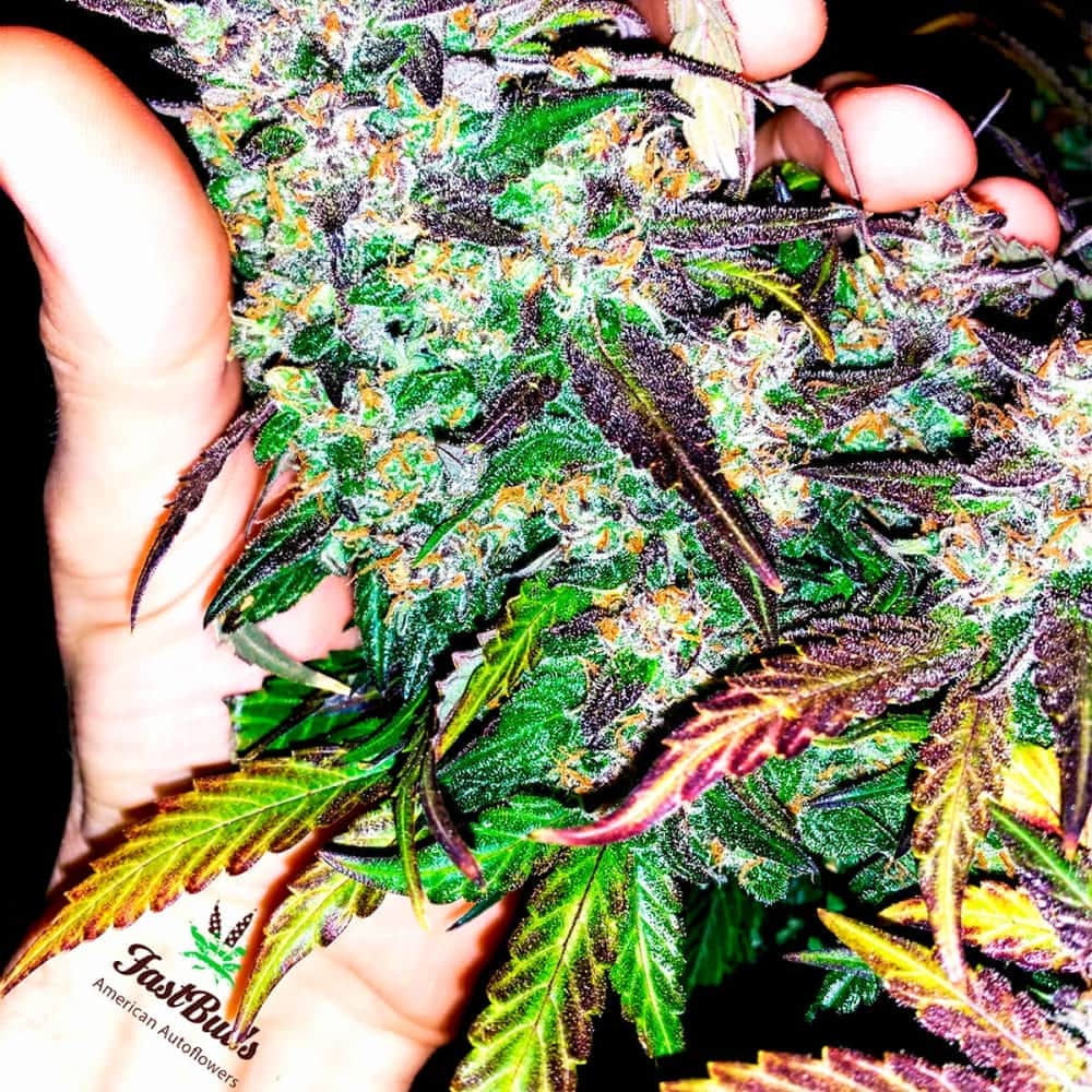 AUTO FASTBERRY (Fastbuds Seeds) Semillas de marihuana feminizadas de colección.