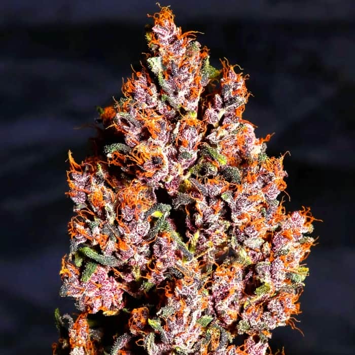 AUTO CRYSTAL METH (Fastbuds Seeds) Semillas de marihuana feminizadas de colección.