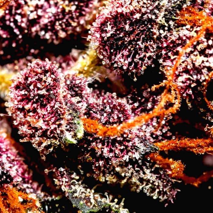 AUTO CRYSTAL METH (Fastbuds Seeds) Semillas de marihuana feminizadas de colección.