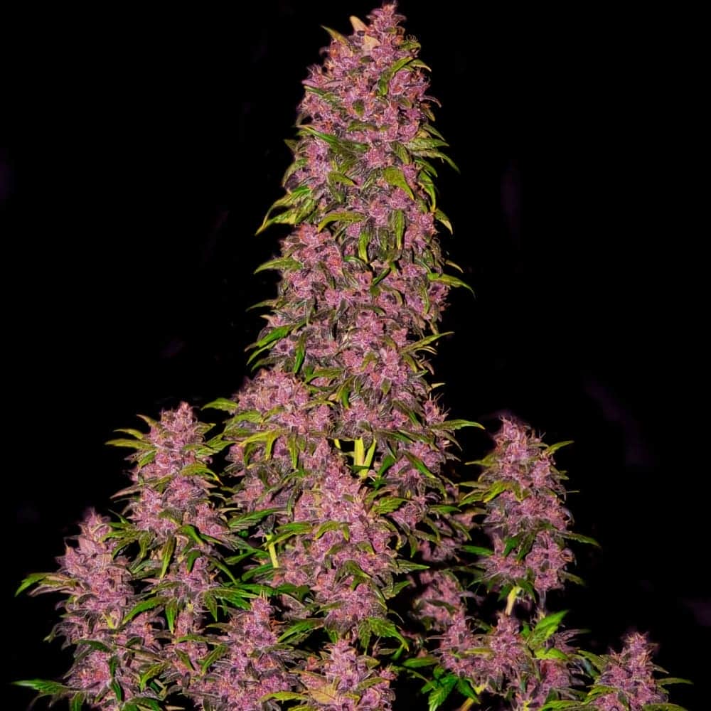 AUTO CRYSTAL METH (Fastbuds Seeds) Semillas de marihuana feminizadas de colección.