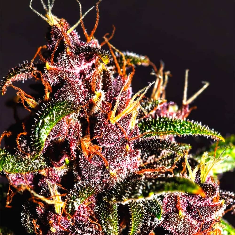 AUTO CRYSTAL METH (Fastbuds Seeds) Semillas de marihuana feminizadas de colección.