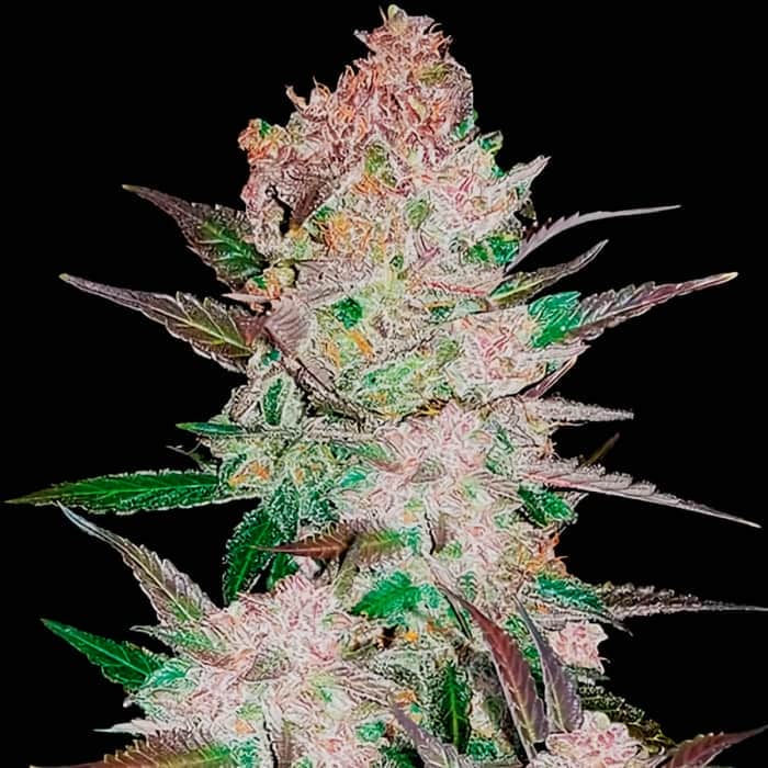 AUTO CREAM COOKIES (Fastbuds Seeds) Semillas de marihuana feminizadas de colección.