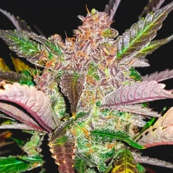 AUTO CREAM COOKIES (Fastbuds Seeds) Semillas de marihuana feminizadas de colección.